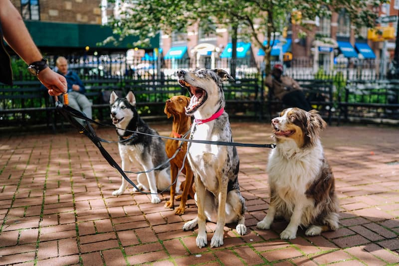 why you should be a dog walker