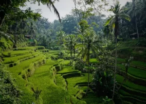 Highest Paying Jobs and Careers in Bali