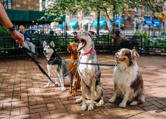 why you should be a dog walker